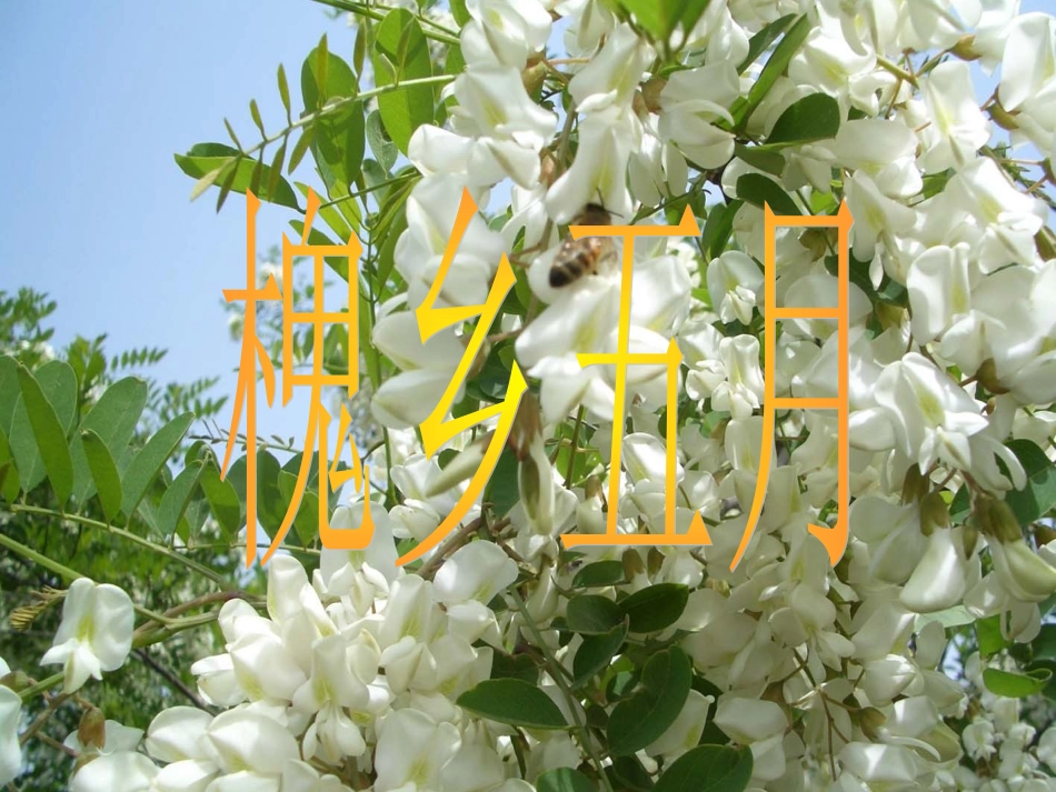 槐乡五月第二课时_第1页