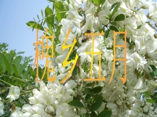 槐乡五月第二课时