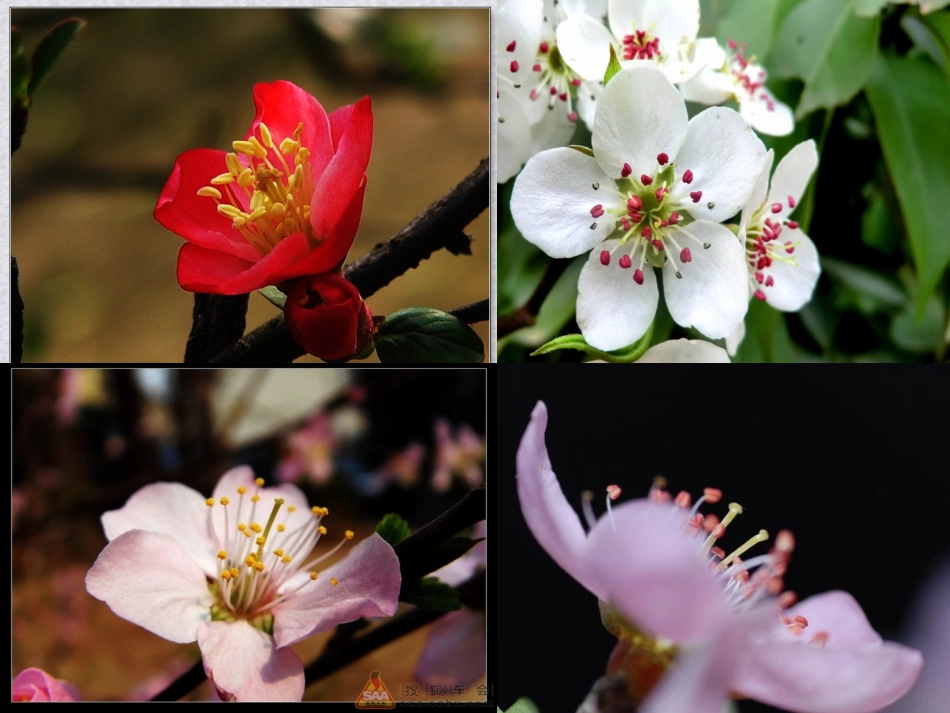 四年级花果实和种子_第2页