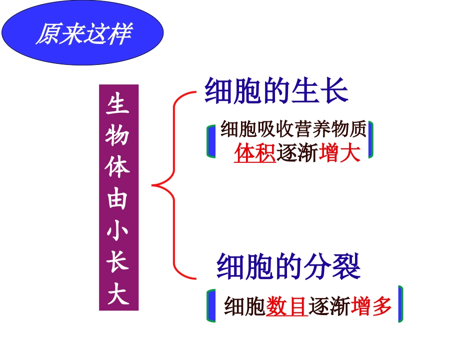 七年级上册第二章第一节细胞通过分裂产生新细胞_第3页