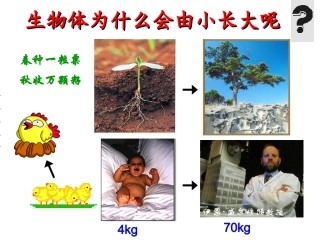 七年级上册第二章第一节细胞通过分裂产生新细胞