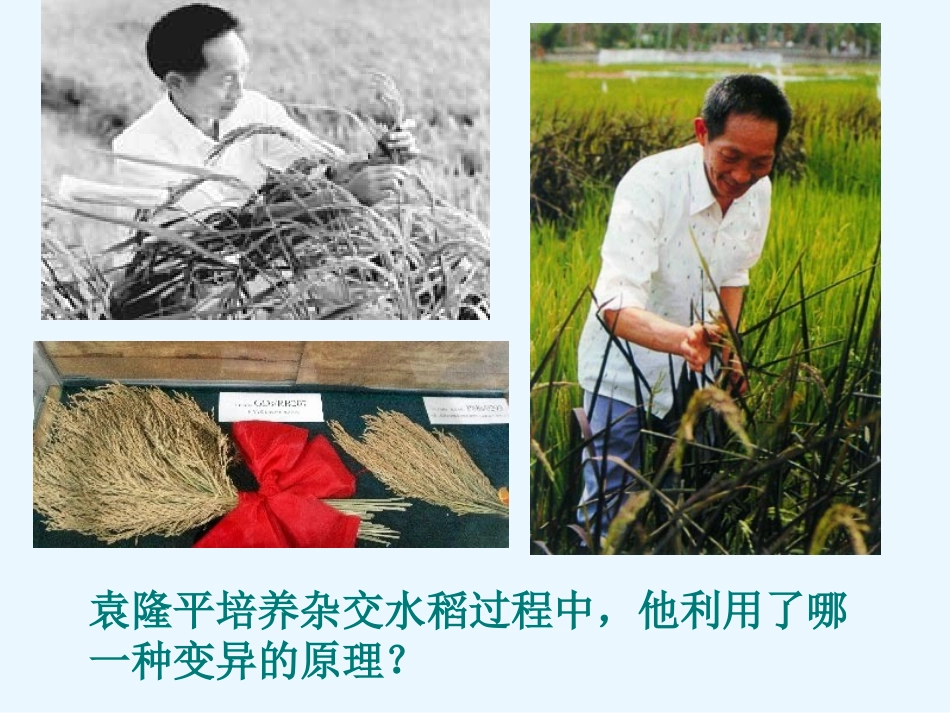 生物②必修61《杂交育种与诱变育种》PPT课件_第3页