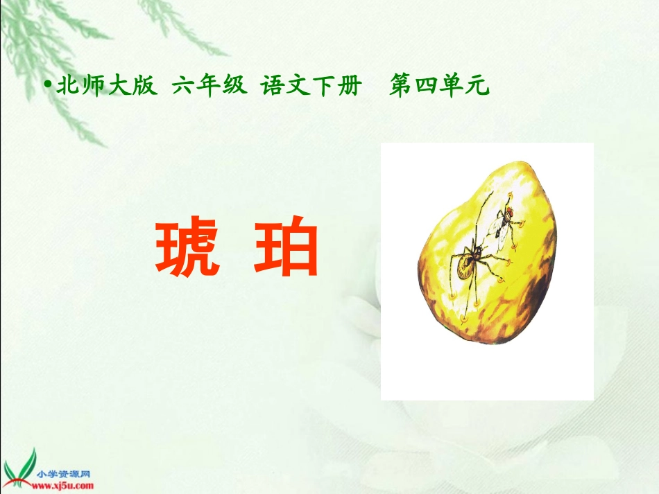 北师大版六年级语文下册《琥珀1》PPT课件_第1页