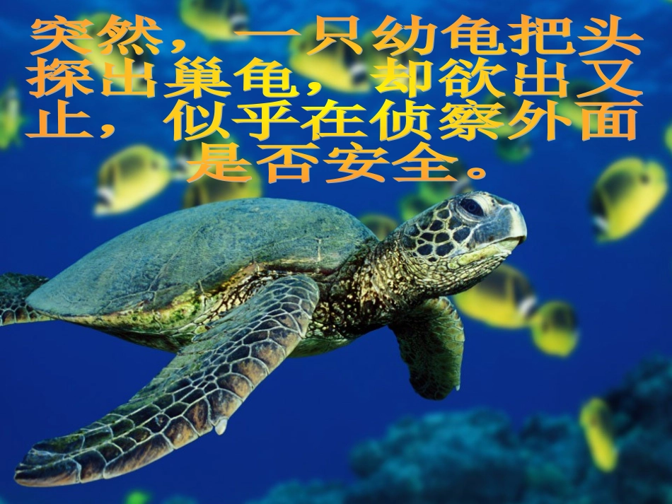 《自然之道》课件_第3页
