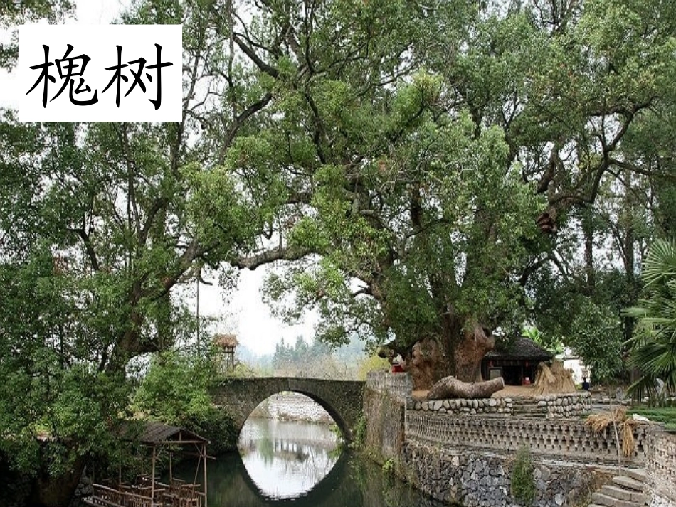 槐乡的孩子(修改)_第3页