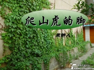 爬山虎的脚_教学课件2