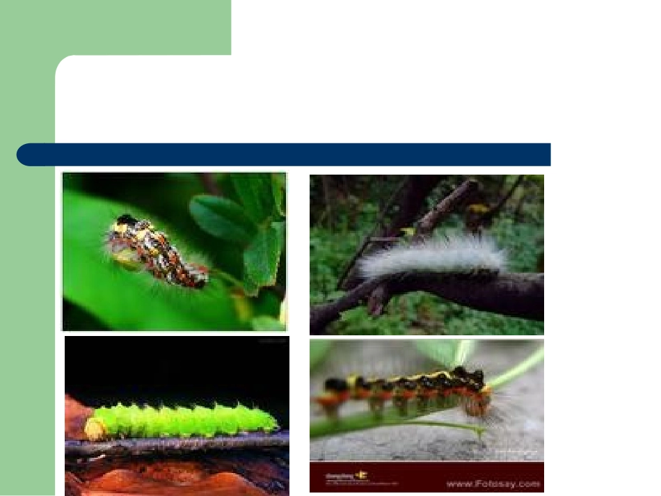 昆虫的生殖和发育(我的课件)_第2页