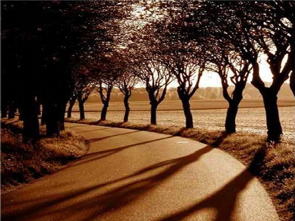 植树问题 (10)_第3页