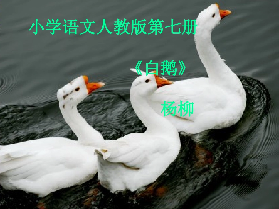 白鹅—课件289755_第1页