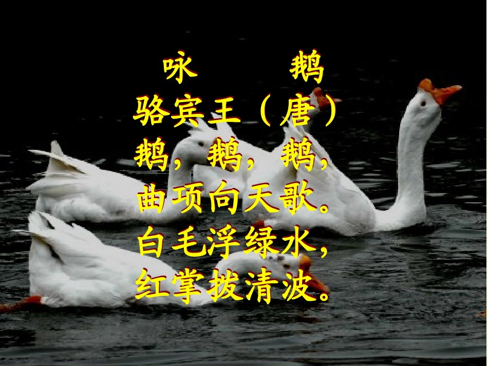 白鹅—课件289755_第2页
