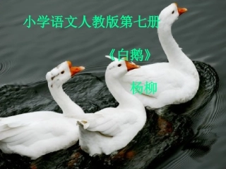 白鹅—课件289755