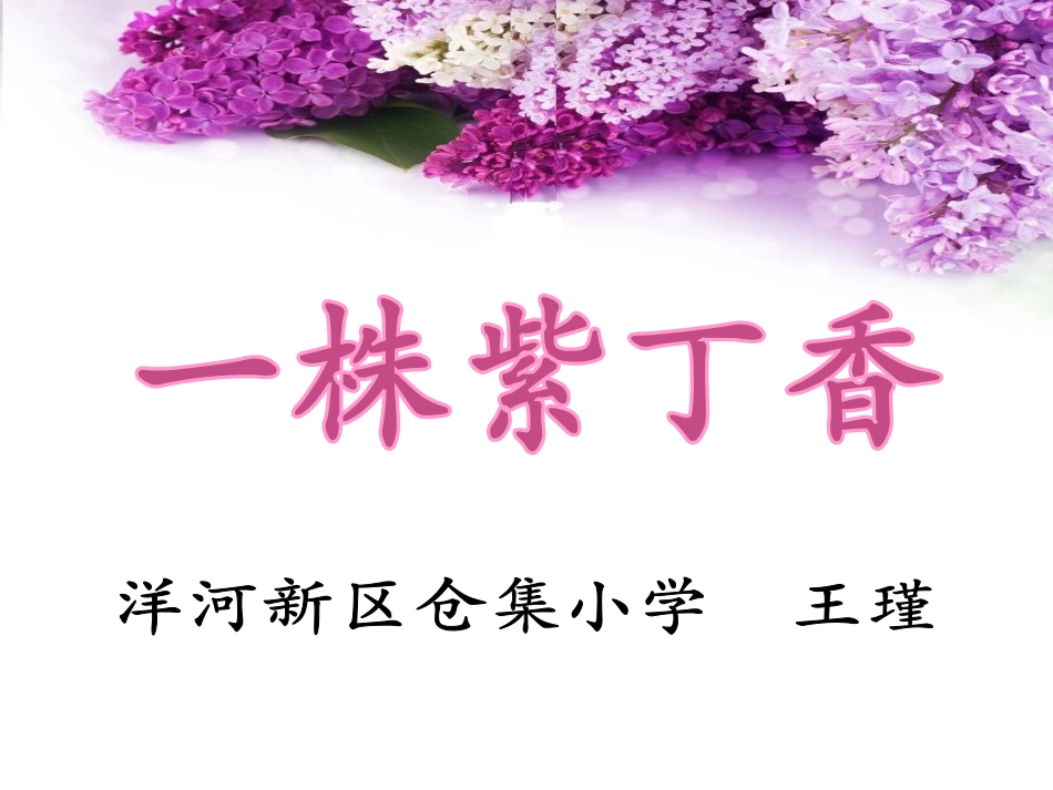 一株紫丁香（王瑾）_第1页