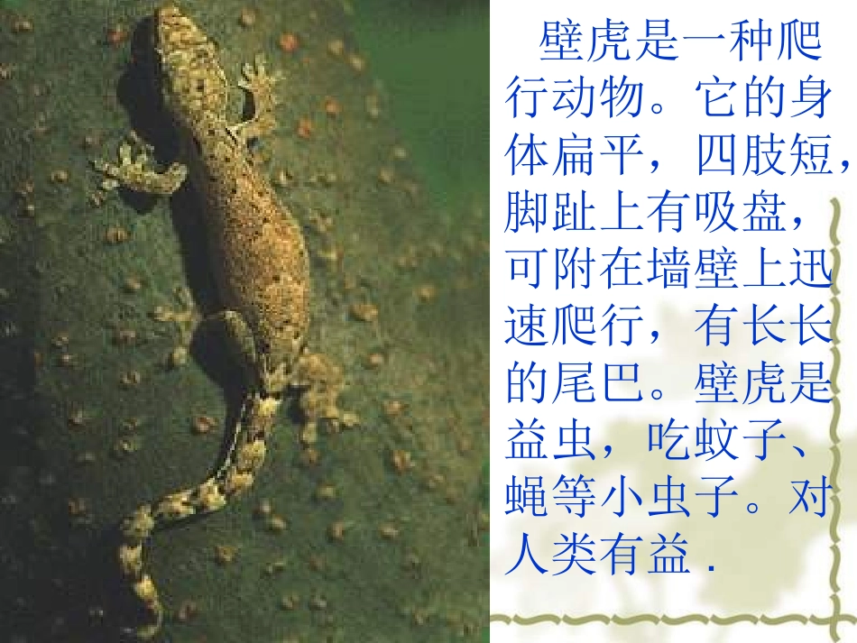 小壁虎借尾巴27_第2页