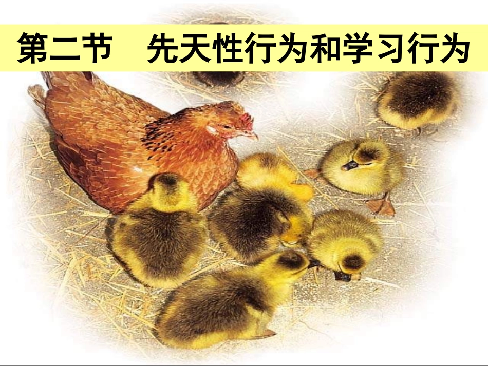 新人教版第二节先天性行为和学习行为_第3页