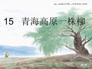 青海高原一株柳2