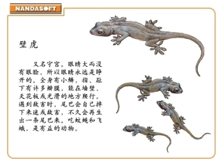小壁虎借尾巴 (5)