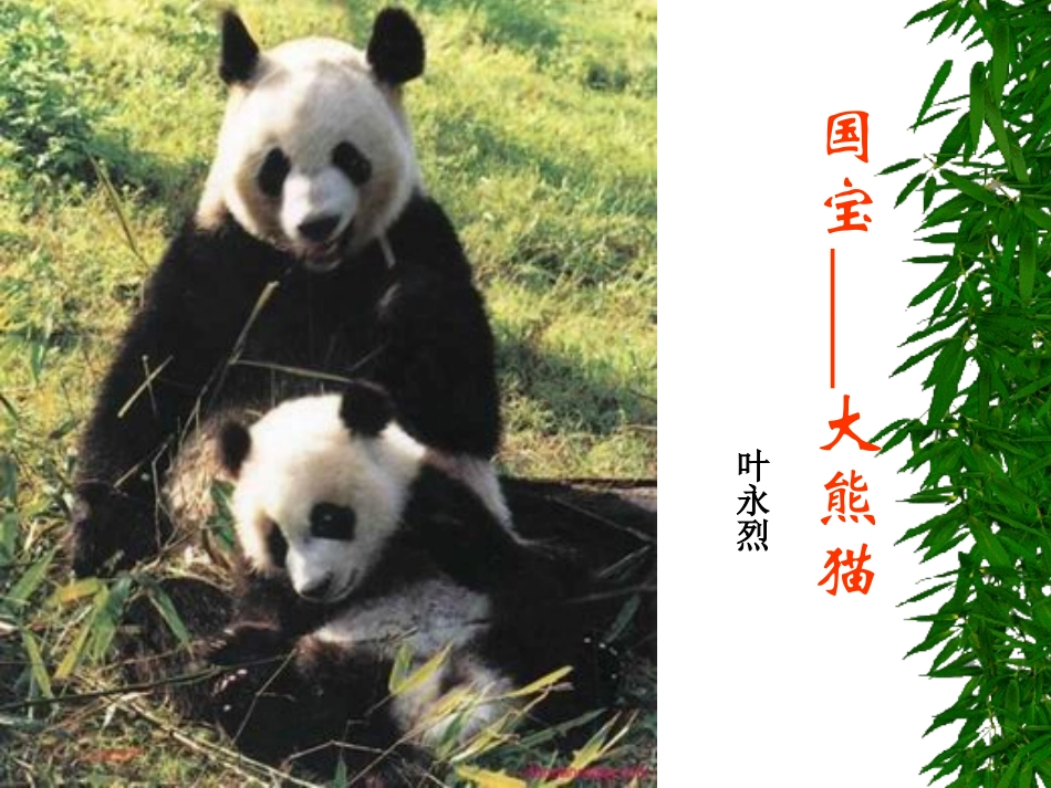 语文课件《国宝～大熊猫》_第3页