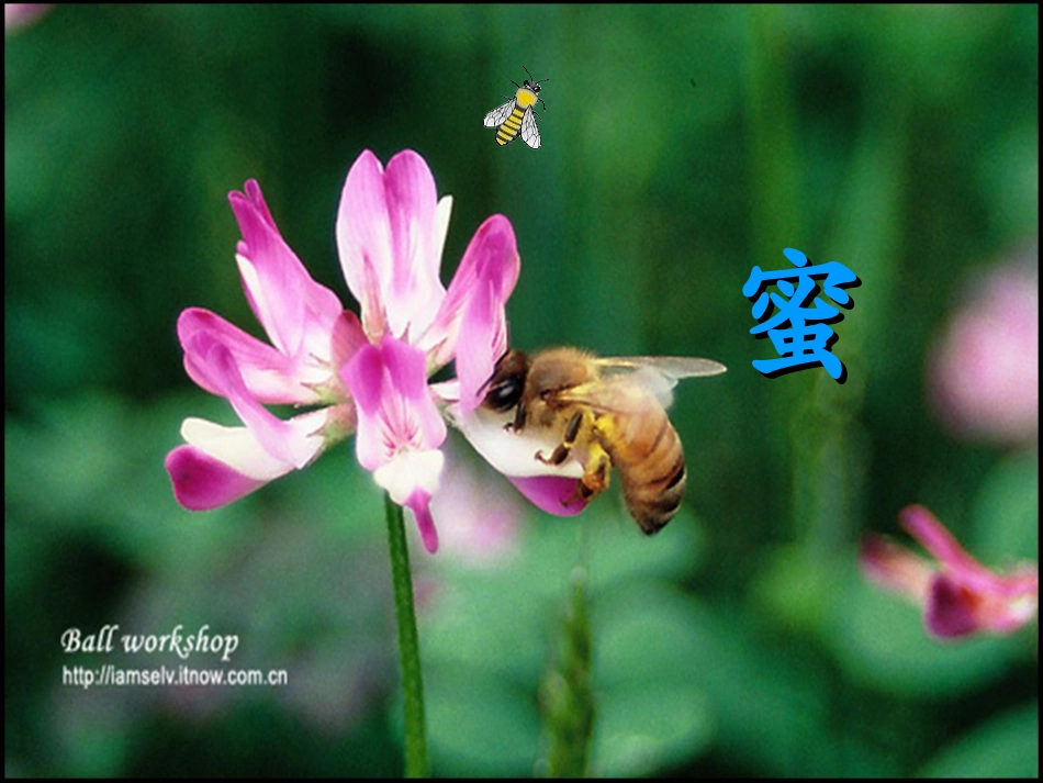 人教版小学三年级语文上册第14课《蜜蜂》_第1页