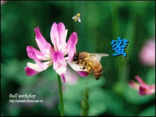 人教版小学三年级语文上册第14课《蜜蜂》