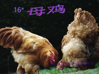 人教版语文四年级上册_母鸡