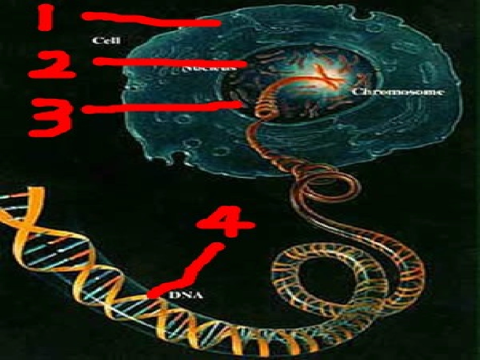 蔡毓第四节人的性别遗传课件_第3页
