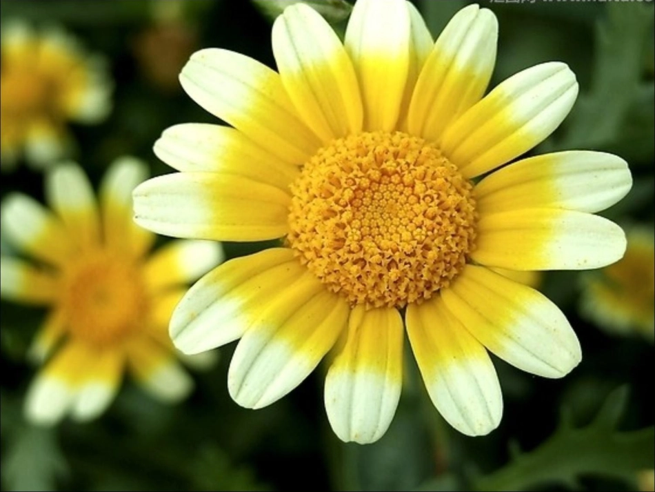《赏花》教学课件_第2页
