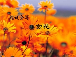 《赏花》教学课件
