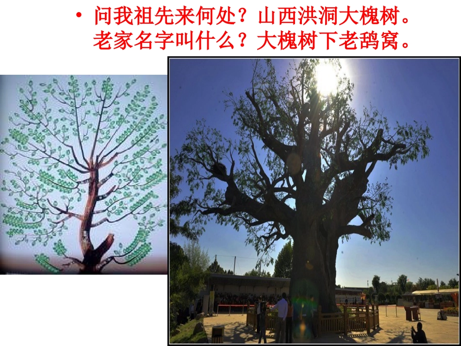寻根大槐树区域水土流失及其治理—以黄土高原为例必修三第三单元第一节_第2页