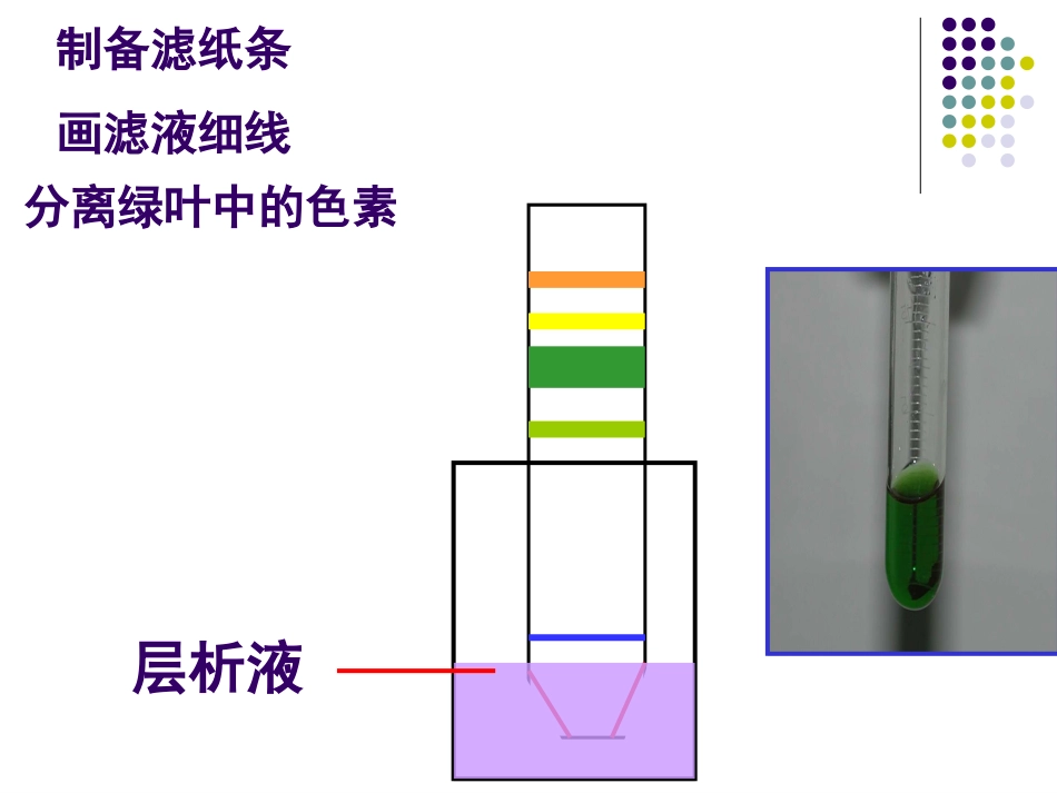 生物：54《能量之源——光与光合作用》课件(新人教版必修1)(1)_第3页
