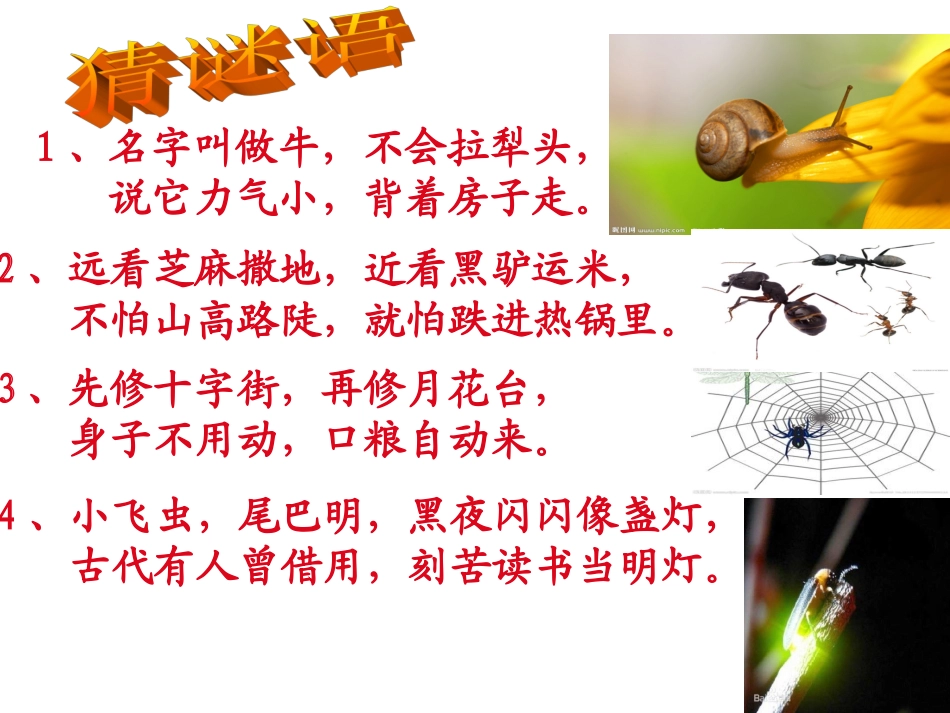 无脊椎动物类群_第2页