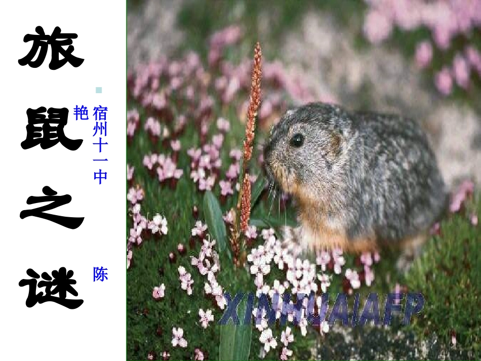 八年级语文旅鼠之谜课件_第1页