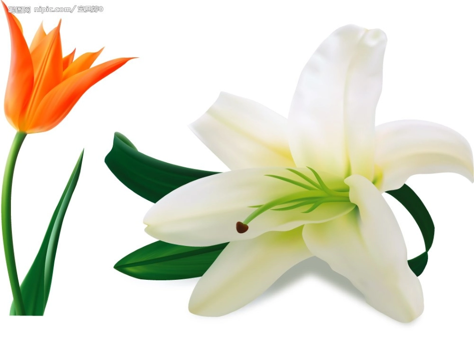 《十二月花歌》课件_第1页