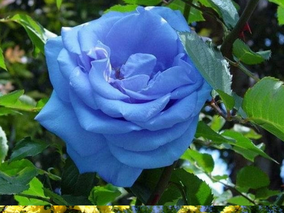 《十二月花歌》课件_第2页