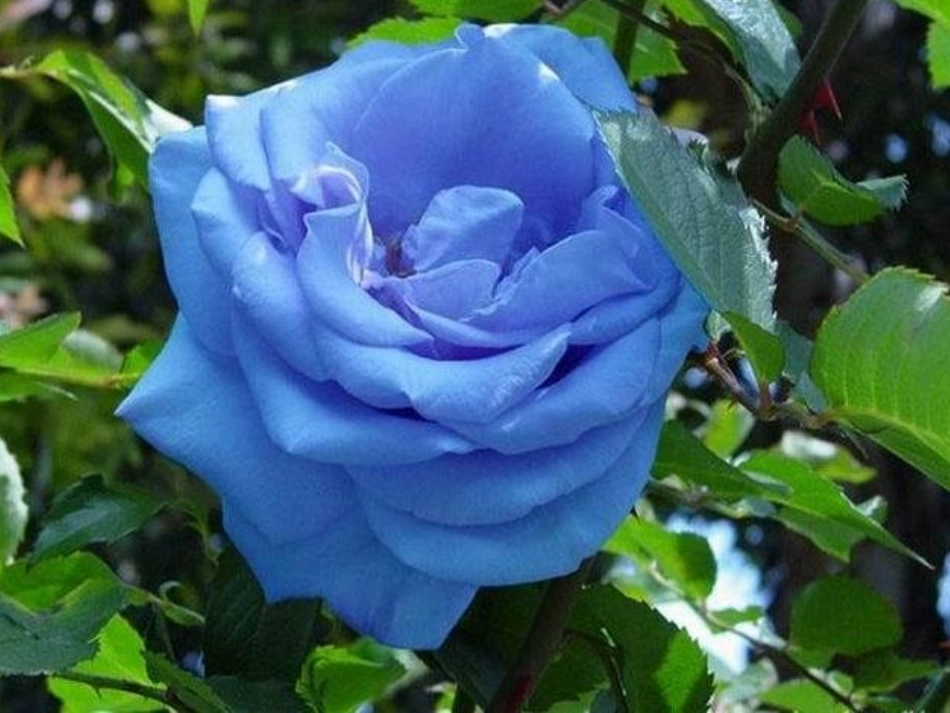 《十二月花歌》课件_第3页