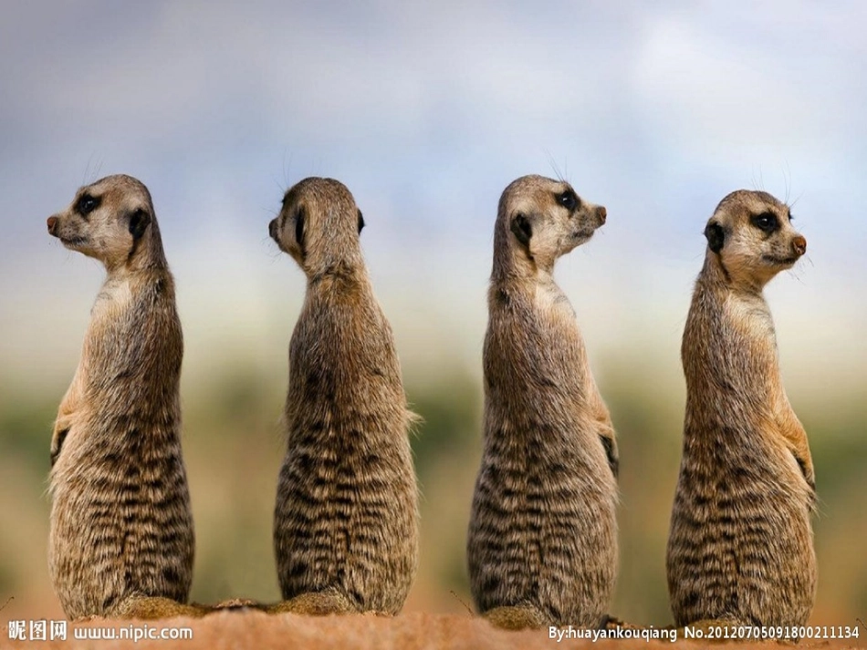 土拨鼠演示文稿1_第3页