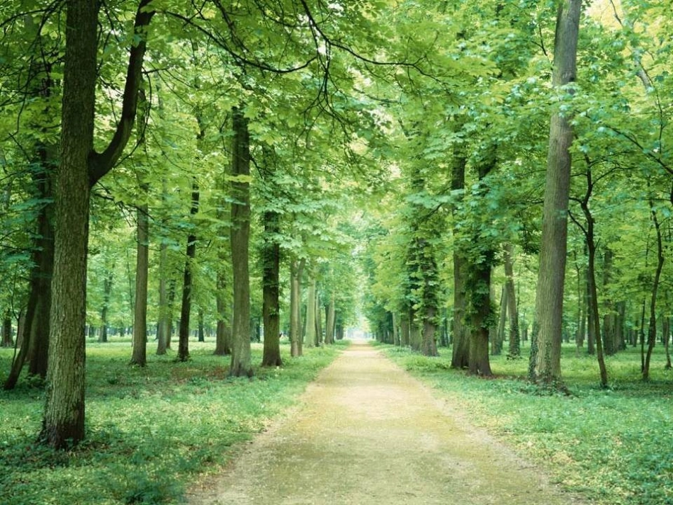 人教新课标四年级语文下册《大自然的启示1》PPT课件_第1页