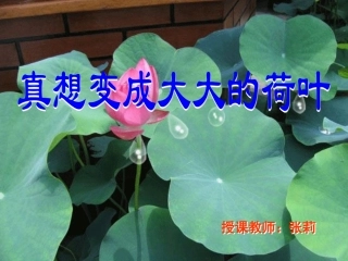 真相变成大大的荷叶1