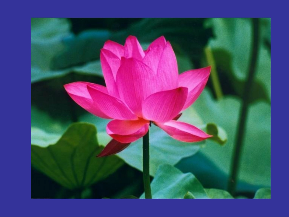 四季-----宋金梅_第3页