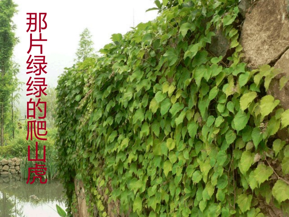 那片绿绿的爬山虎课件_第1页