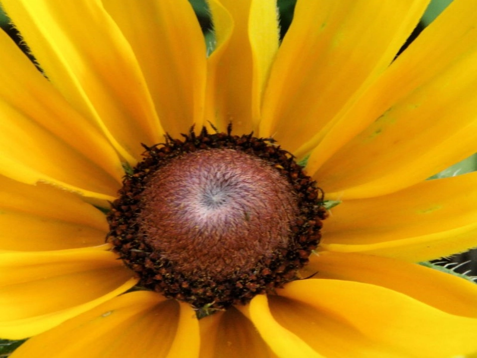 艳丽的大公鸡11_第2页