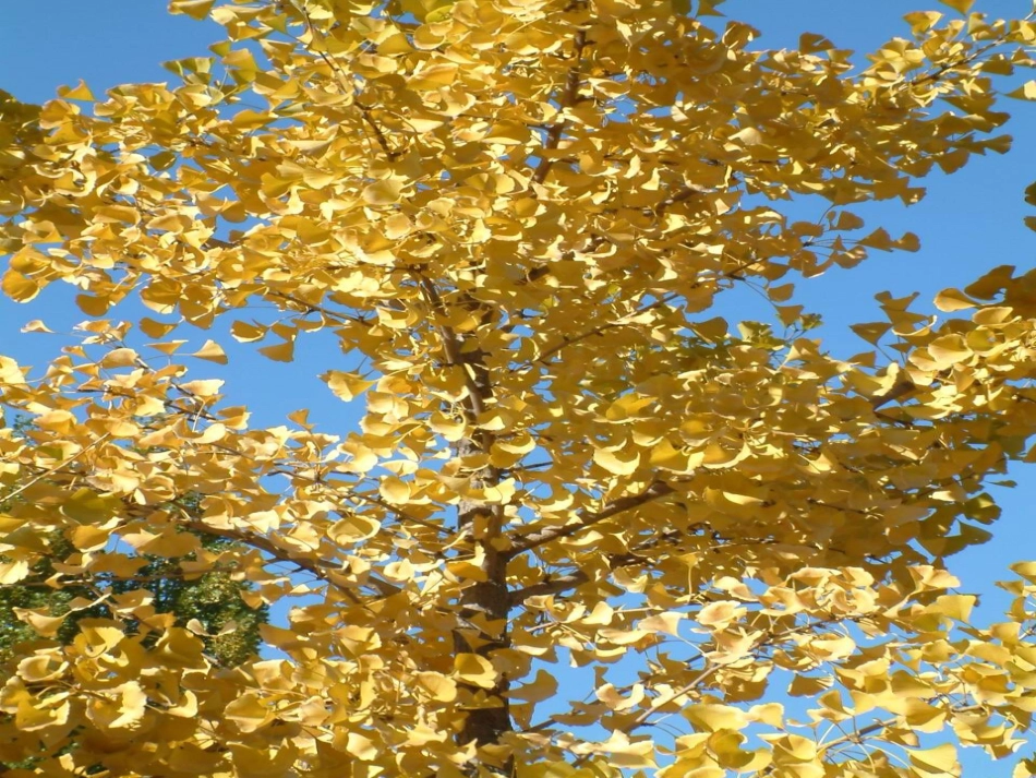 三上《秋天的雨》课件。_第1页