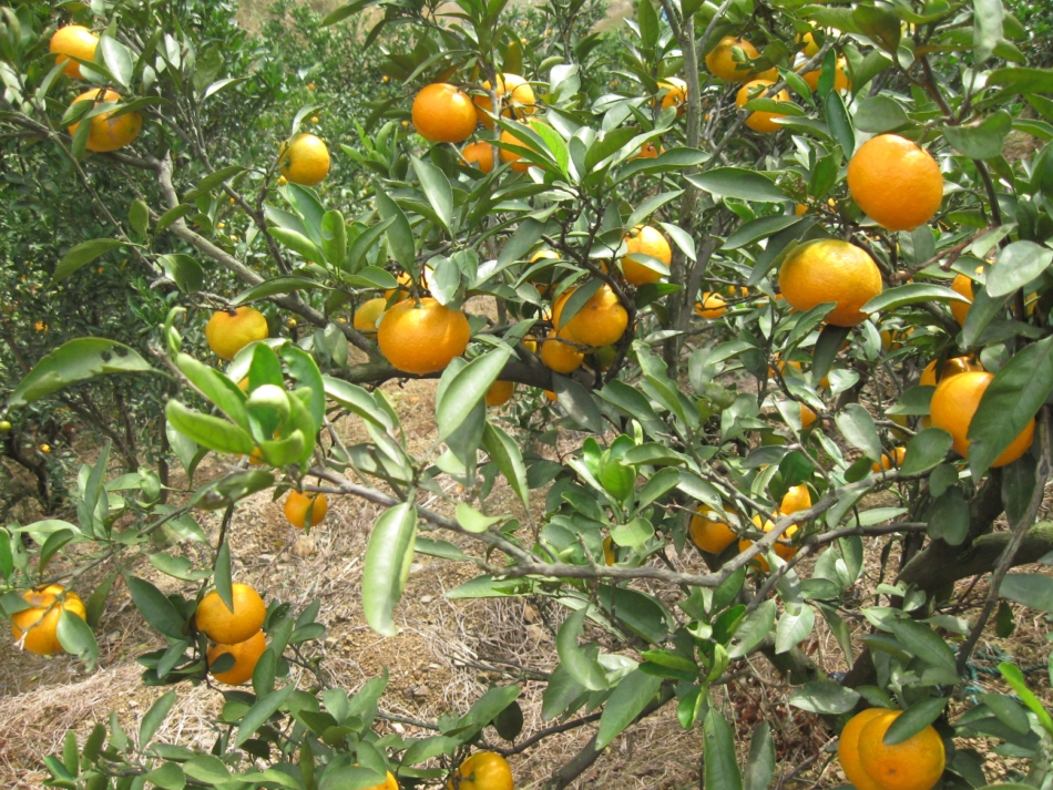 三上《秋天的雨》课件。_第3页