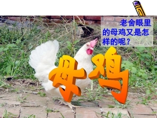 母鸡教学课件(那坡县城厢镇中心小学梁廷旺)