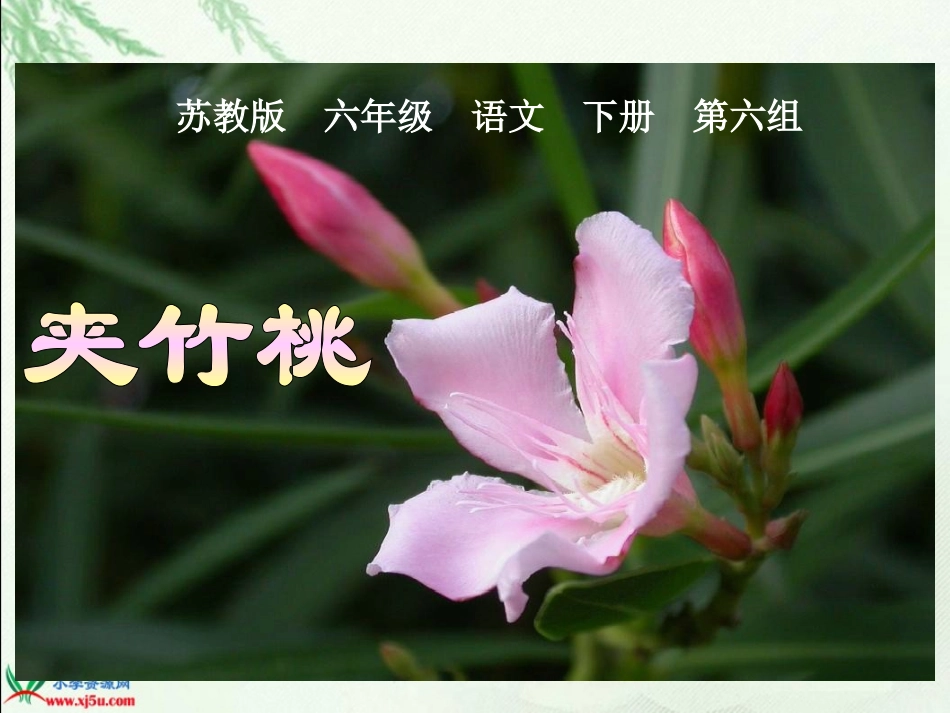《夹竹桃》PPT课件(准备用)_第1页