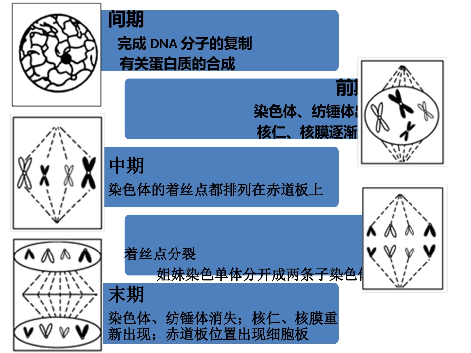 有丝分裂、减数分裂专题_第2页