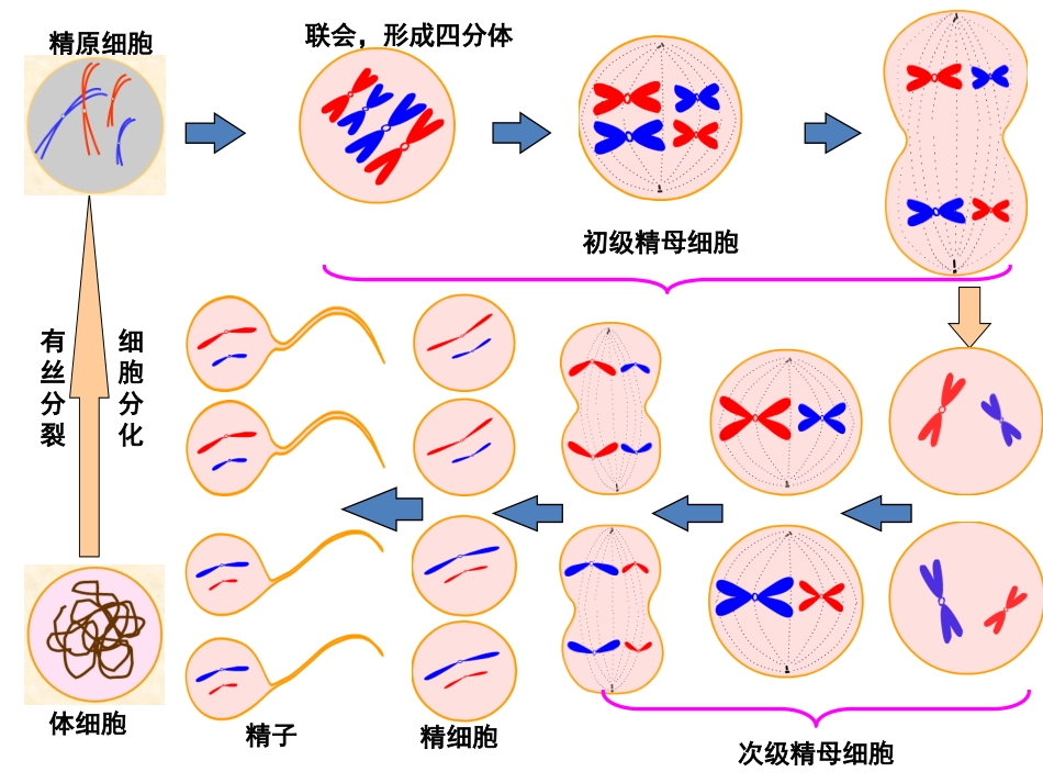 有丝分裂、减数分裂专题_第3页