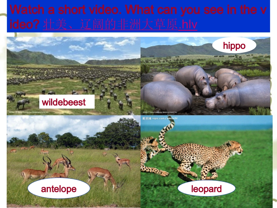 AstudentofAfricanwildlife课件_第2页