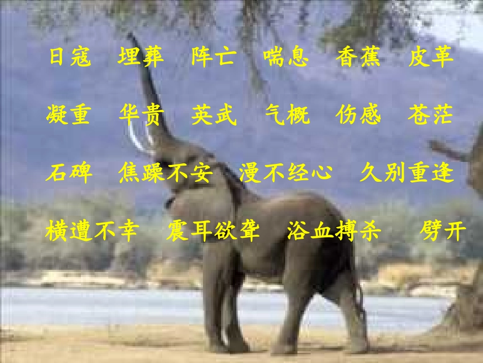 最后一头战象_PPT课件_第3页