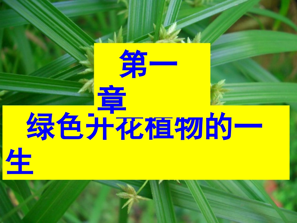 济南版生物绿色开花植物的一生_第1页