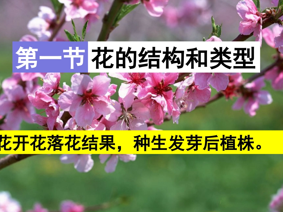 济南版生物绿色开花植物的一生_第2页